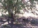 Serengeti    �ita  Ailesi