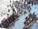 G�ney Afrika  Penguenleri