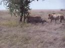 Tanzanya  serengeti  safari