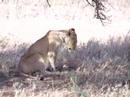 Tanzanya Serengeti Safari